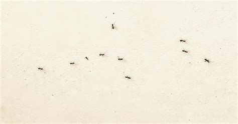 五行方位 房間出現螞蟻